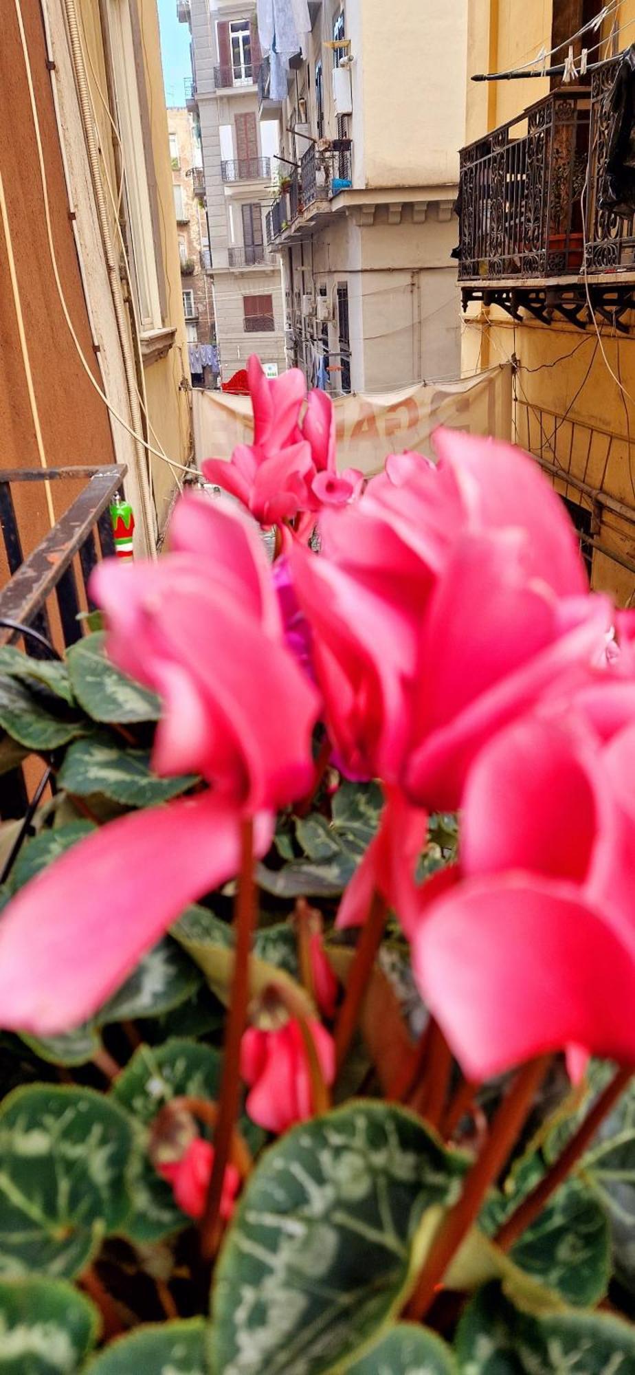Guest house Maison Tarante Naples